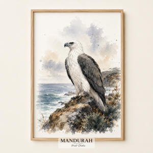 Vintage White-Bellied Sea Eagle Watercolour Print | Coastal Australian Bird Wall Art